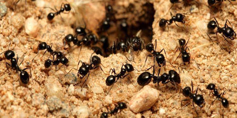 Jumlah semut di dunia mencapai 20 kuadriliun